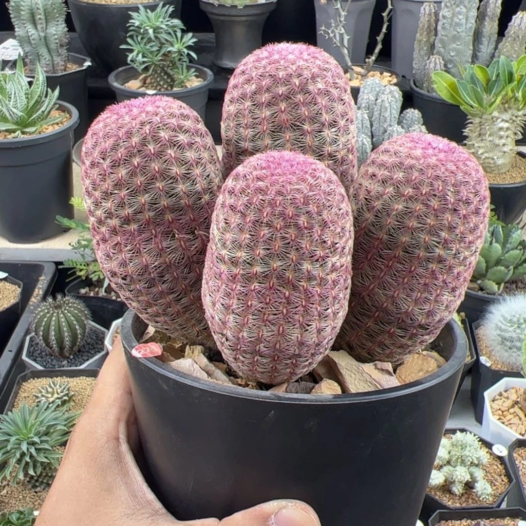 红太阳群一物一拍脱土发