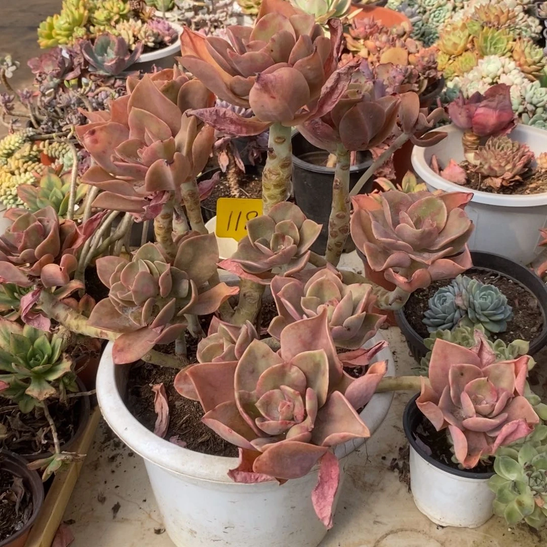 4276贺氏老桩一物一拍