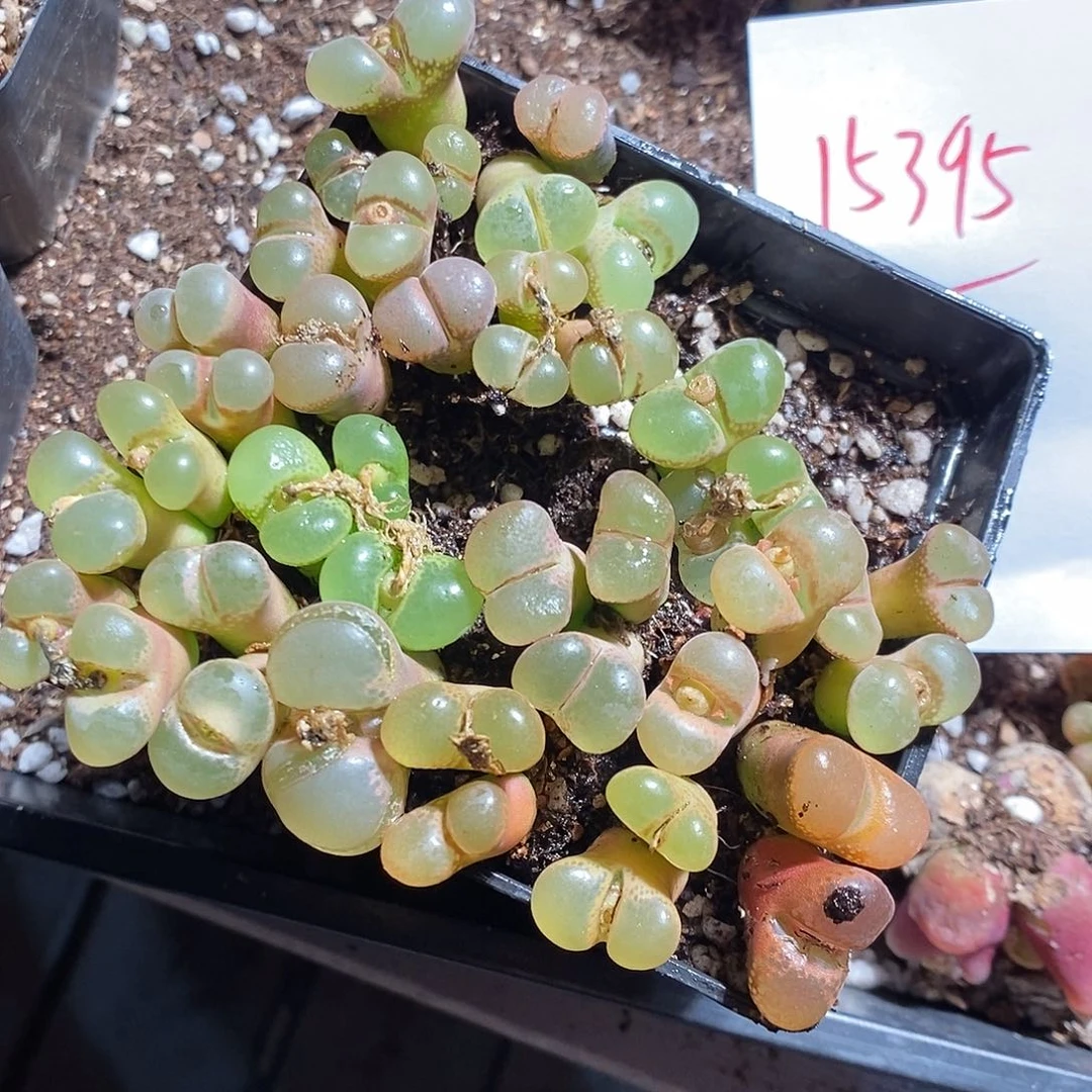 @***感15395。   一组。         风铃。