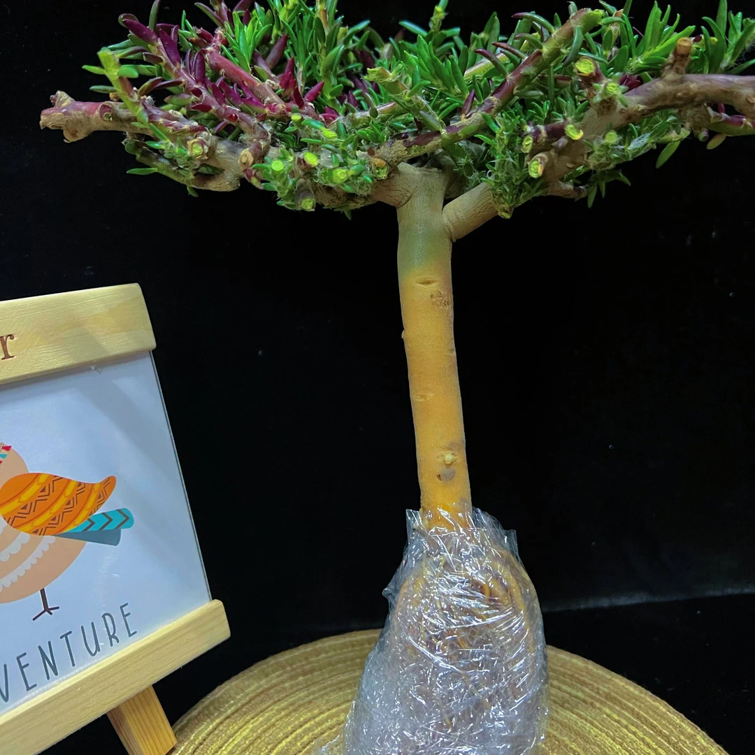 【太阳花裸根】老桩重瓣太阳花多色老桩多年生长室内外种植