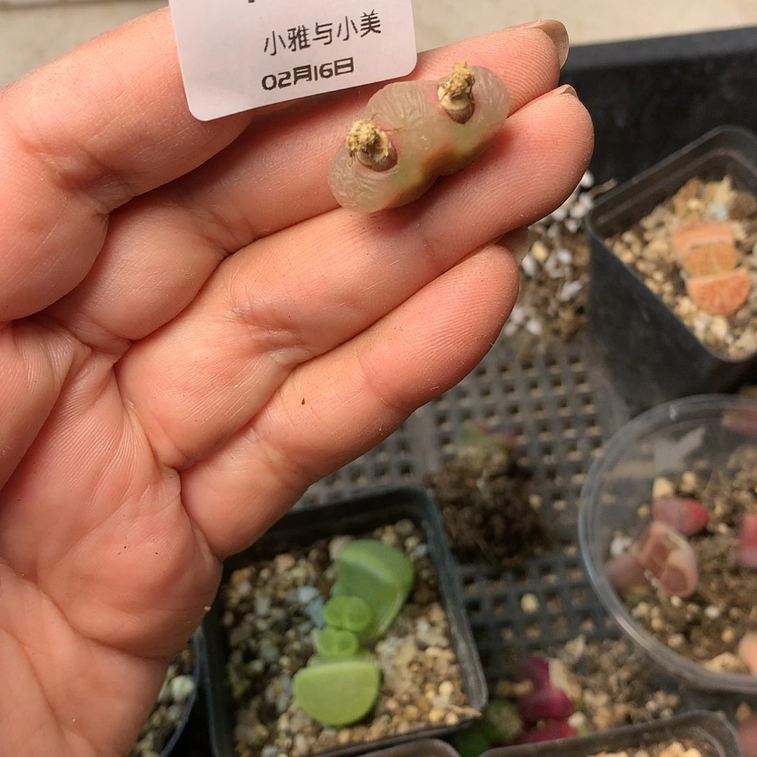 瀞K637多肉植物保护