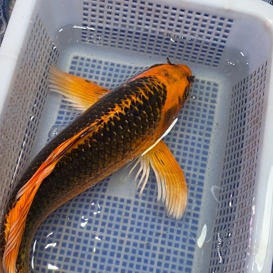 锦鲤冷水锦鲤包邮