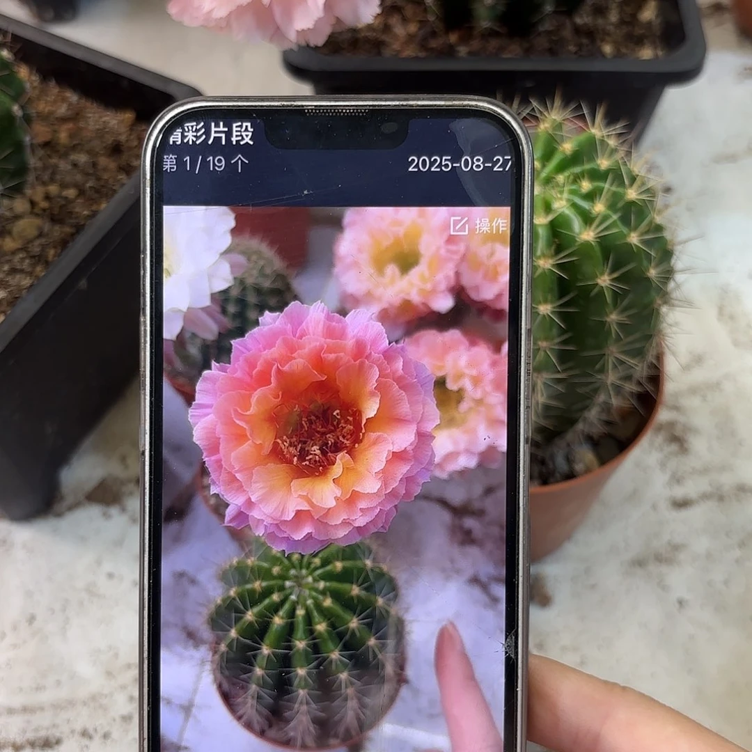 （*）彩草青鸾火凤7-8公分左右