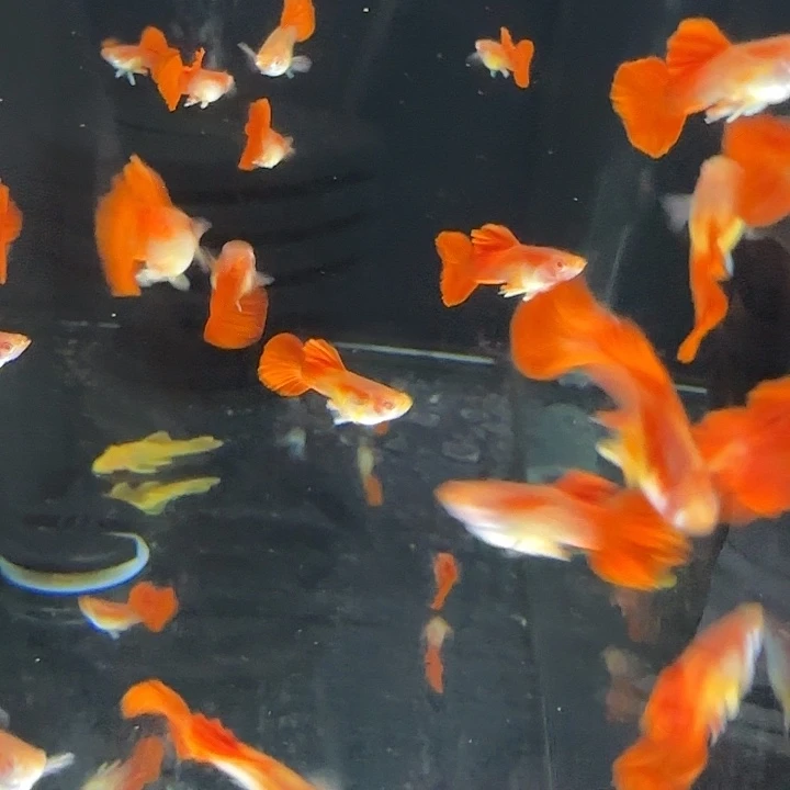 孔雀鱼折扇白子5对