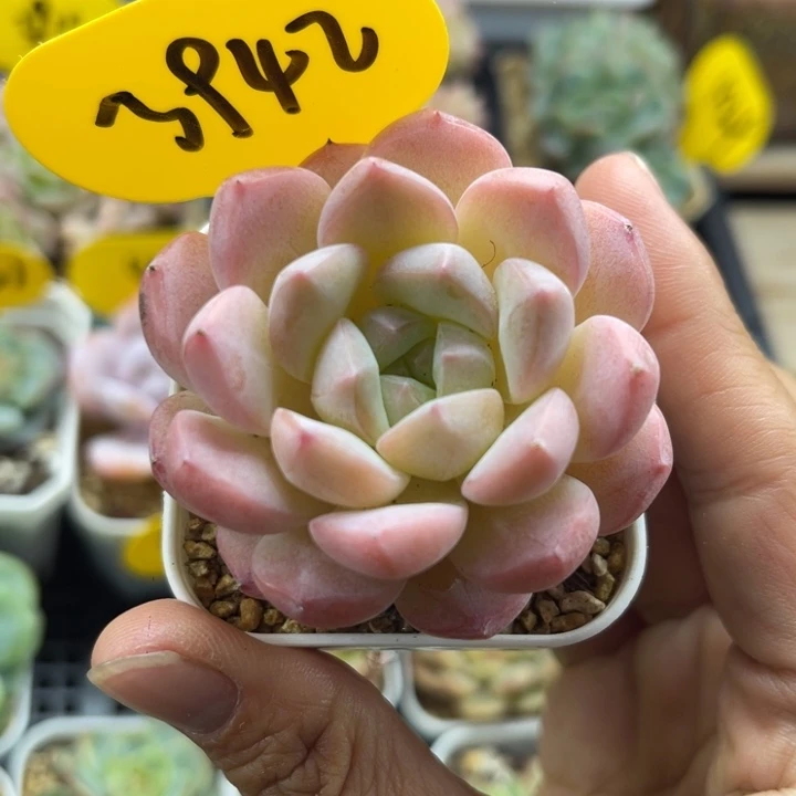 半价福利美心3942