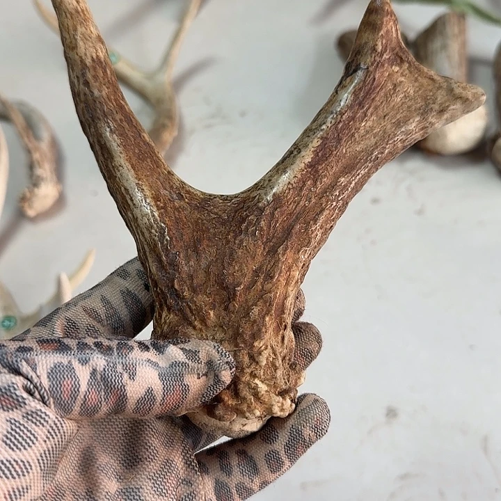 香榧木工艺品鹿角手把件