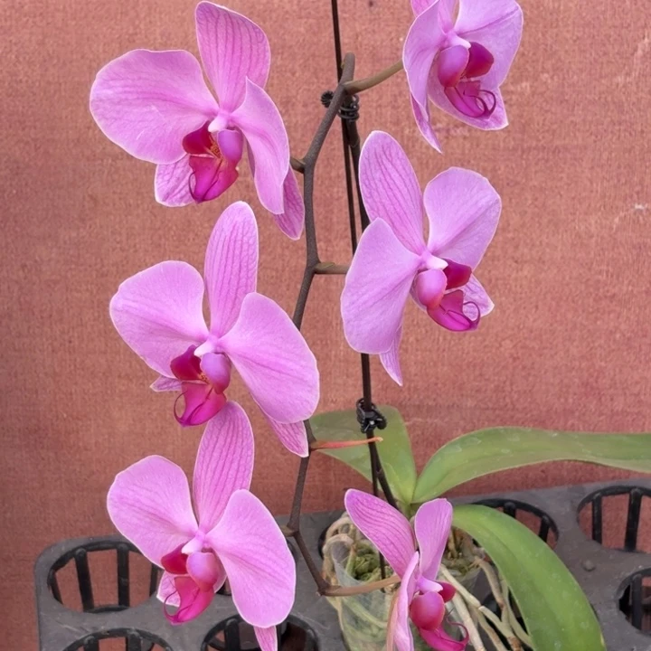 z***0完全开放0911蝴蝶兰实生