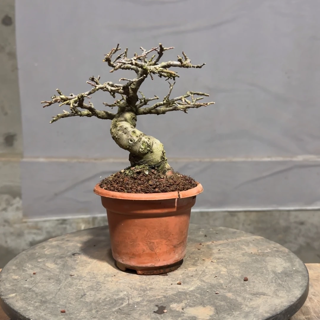 用****红花平枝栒子红花
