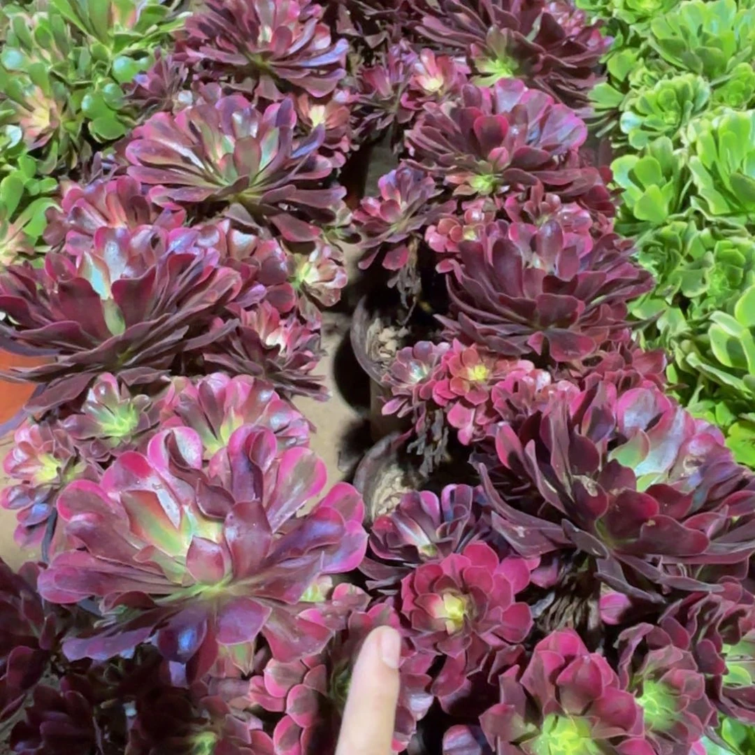 美杜莎9.9法师木质