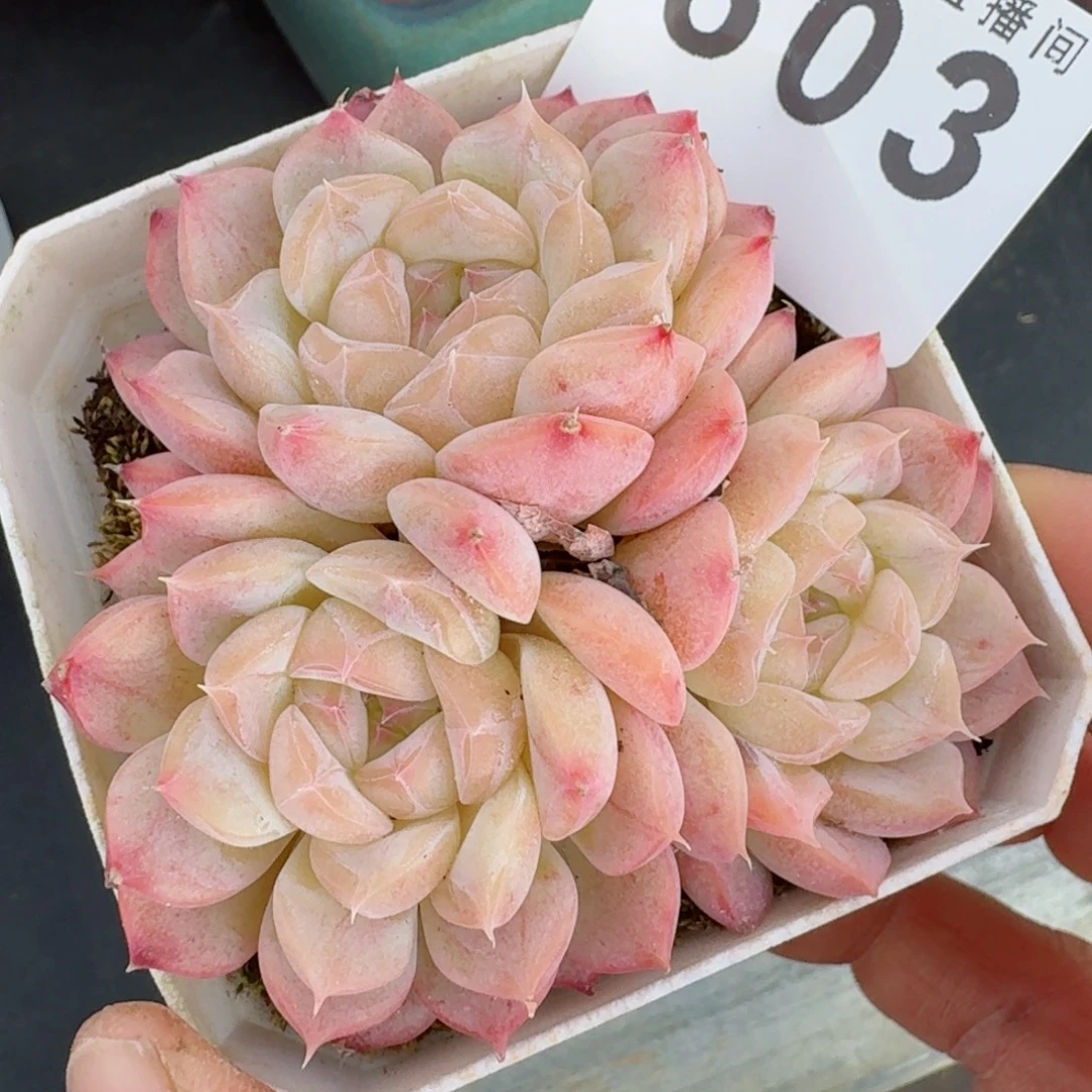 白日梦  祝大家心情好，家庭好，事业好！事事好！