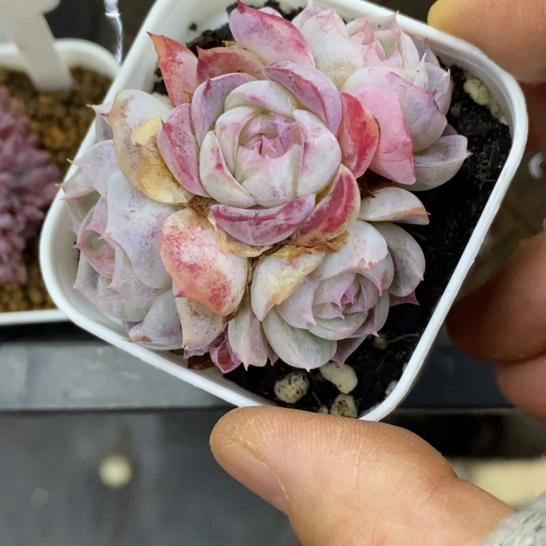 精品多肉一物一拍不包整105