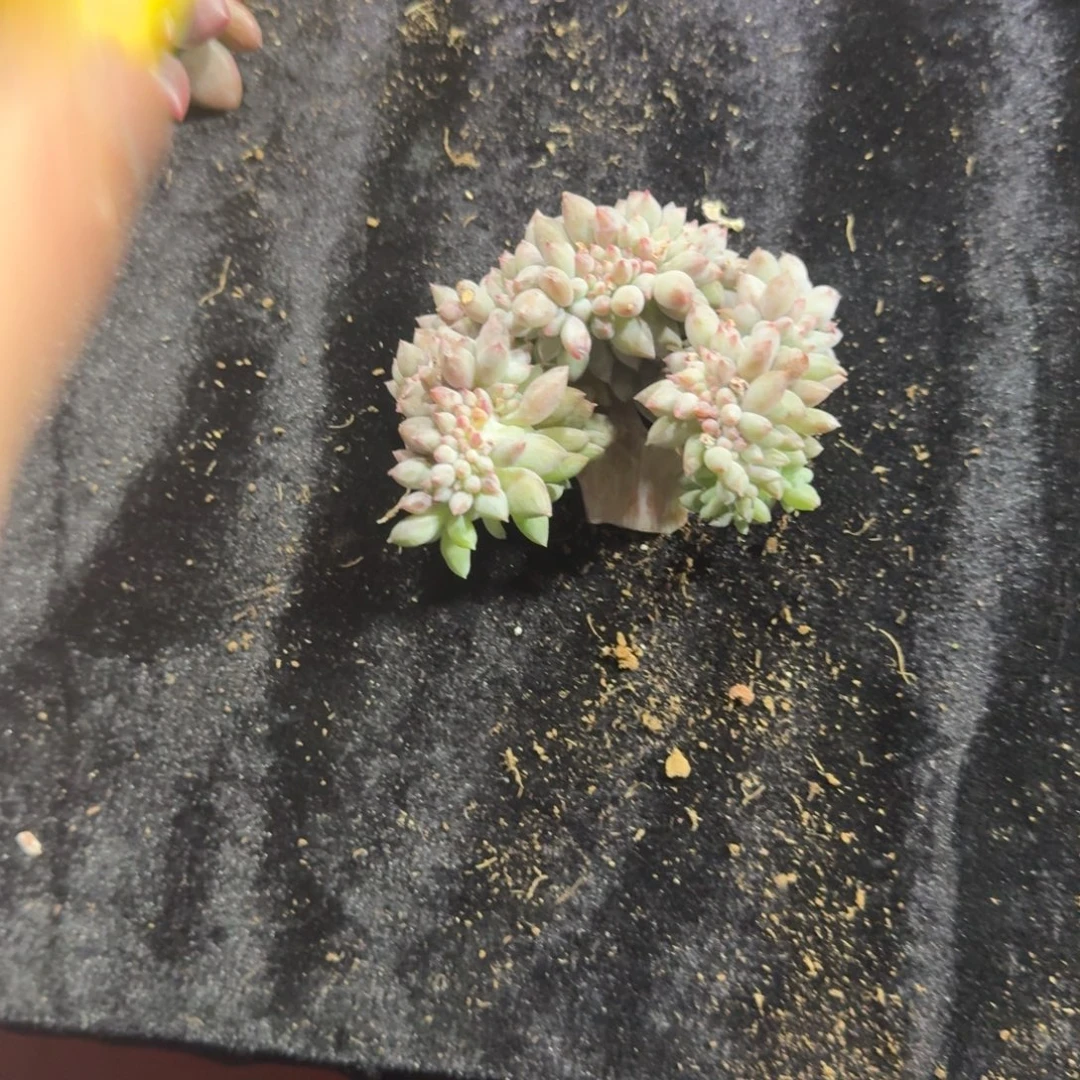 ****️所罗门缀化一物一拍95号