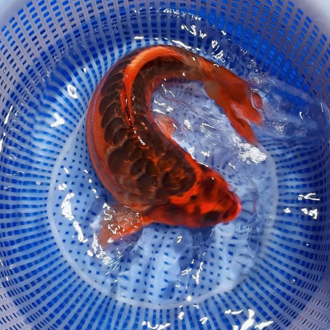 锦鲤精品甄选血统锦鲤