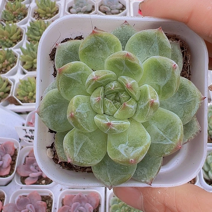 6.5盆雪花珍妮19包邮