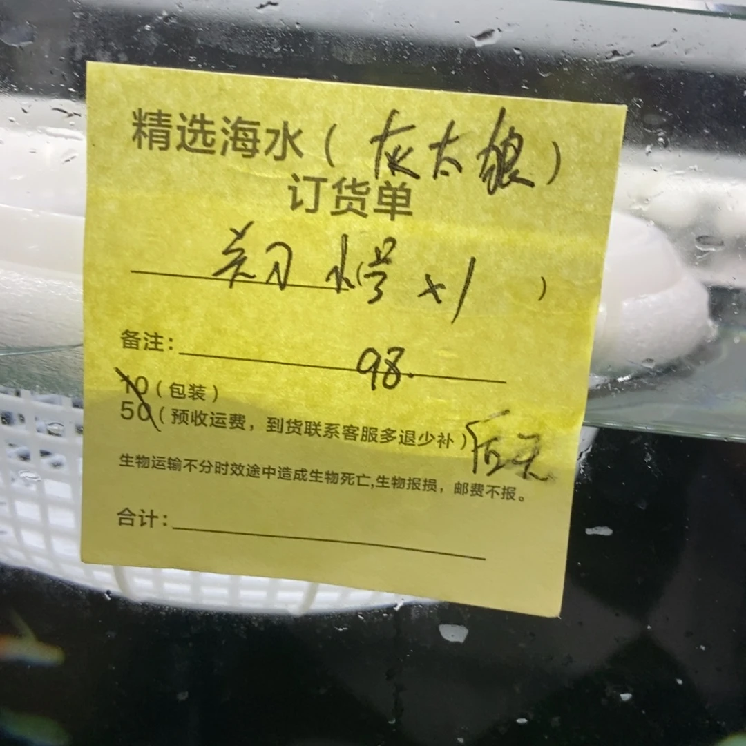 海水鱼关刀小号一条