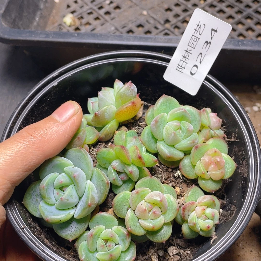 多肉植物多肉植物234