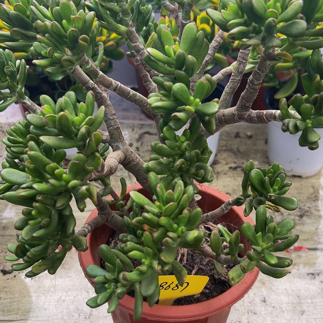 *****稀有招财猫带盆土发货8687