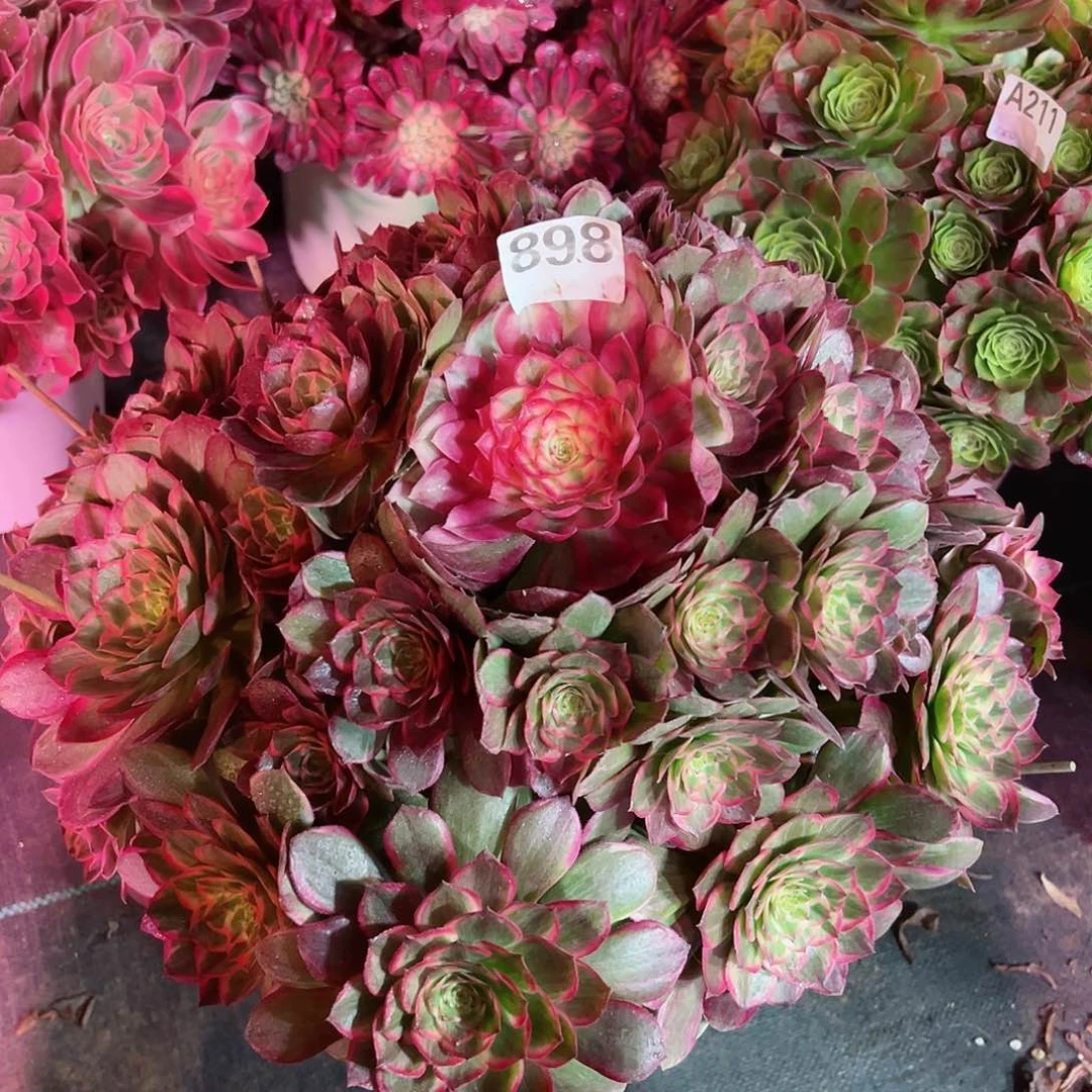 珍*惜898莲花座法师多肉