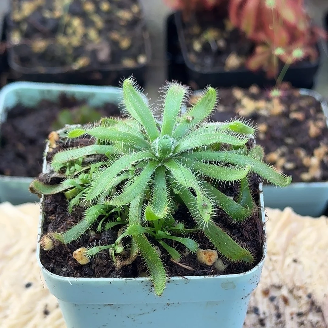 完全开放阔叶茅膏菜