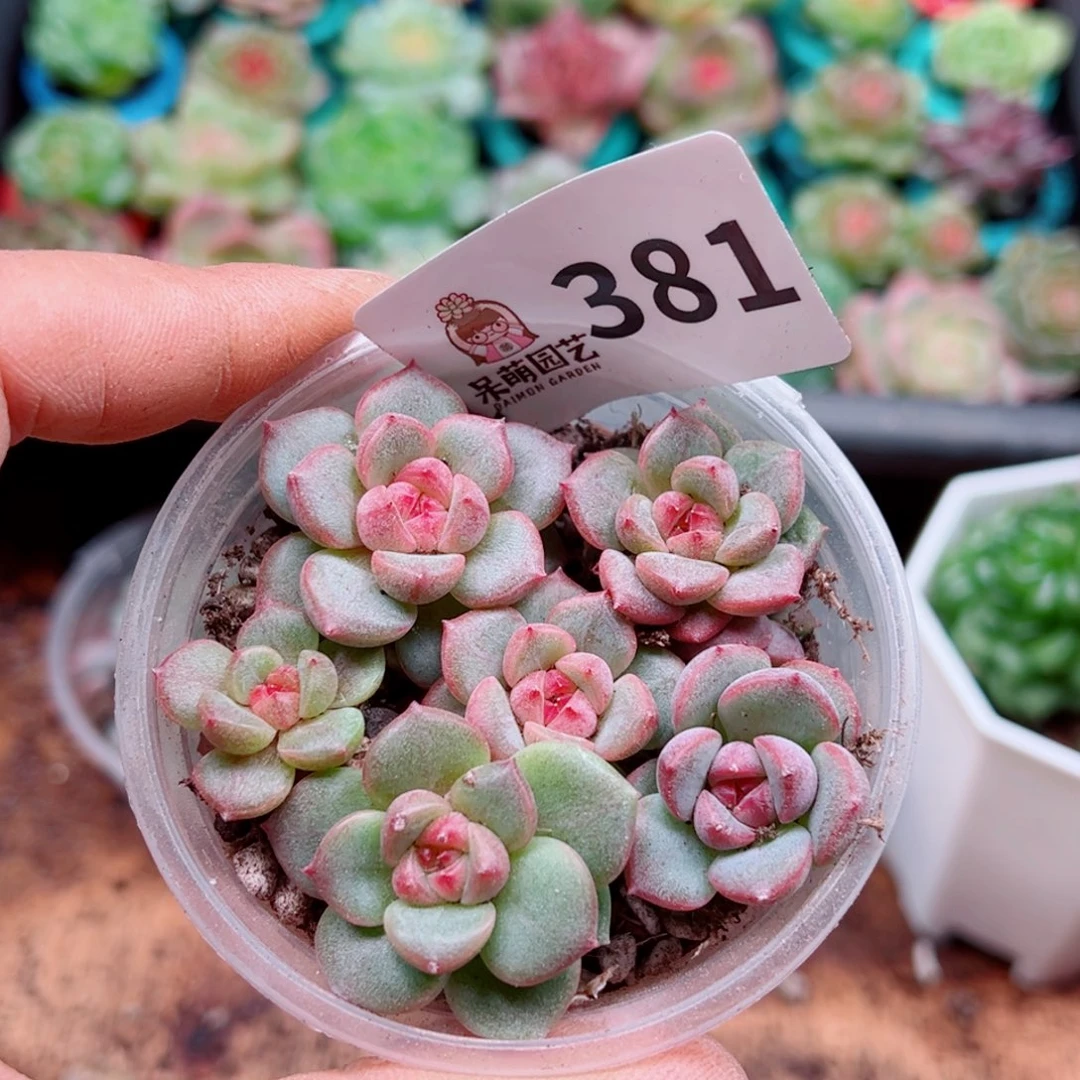 多肉植物多肉植物