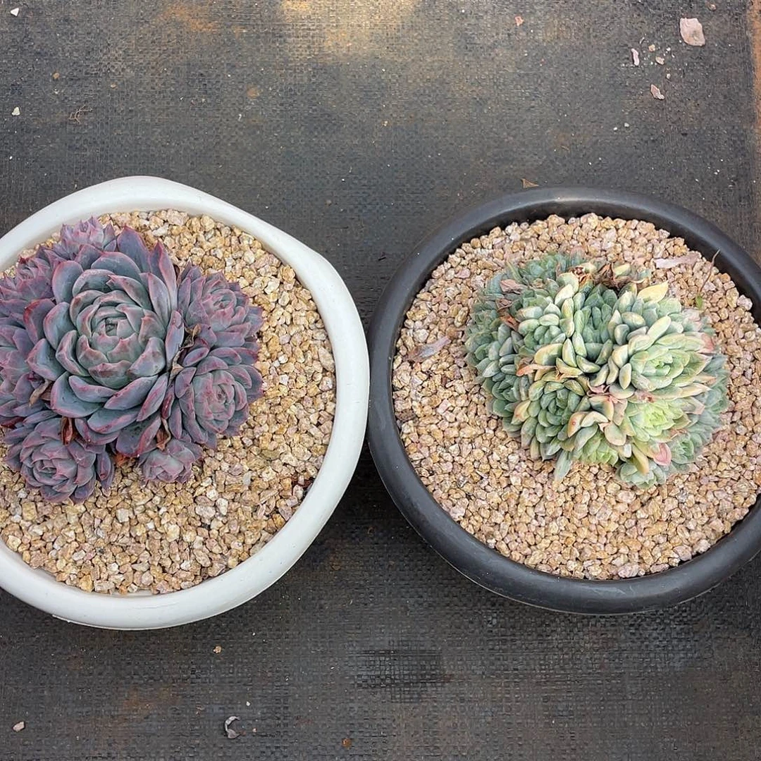 幸***家多肉植物一物一拍
