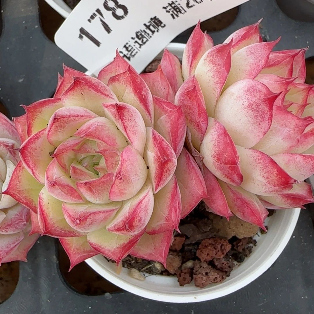 花语逸境0220-178