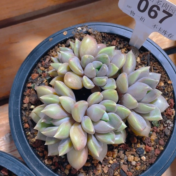 谢谢你的支持000067