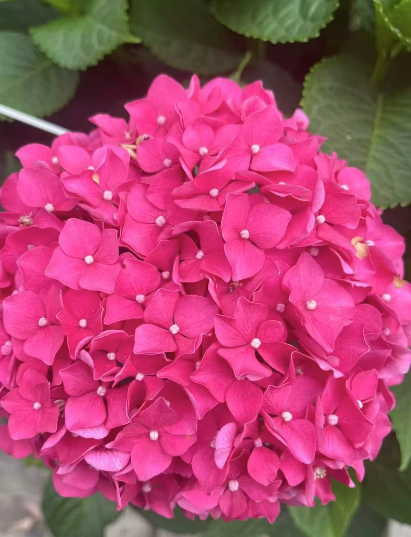 【玫红妈妈】四季开花大花瓣绣球花庭院阳台盆栽女王
