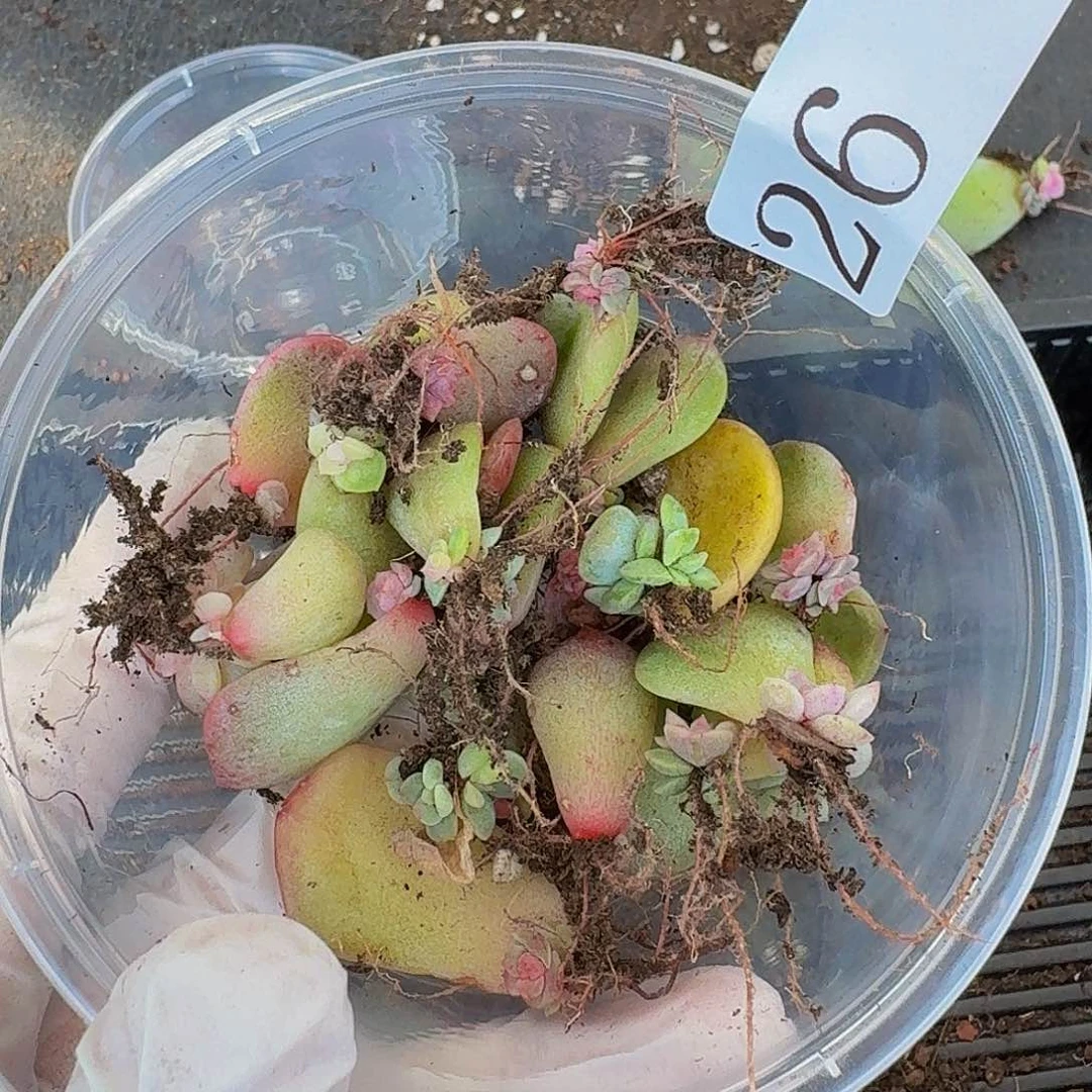 多肉植物多肉植物26