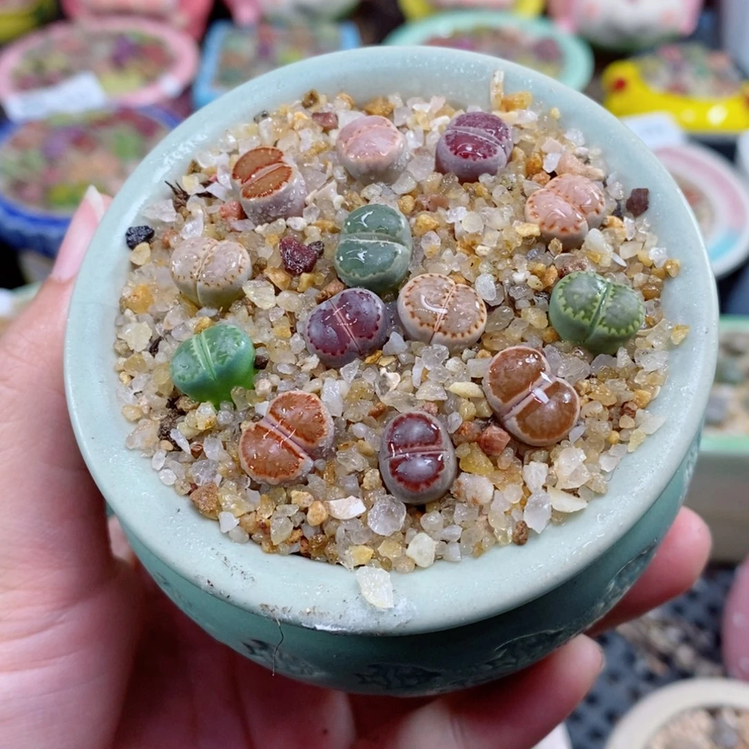 壹****i生石花花花花花331号