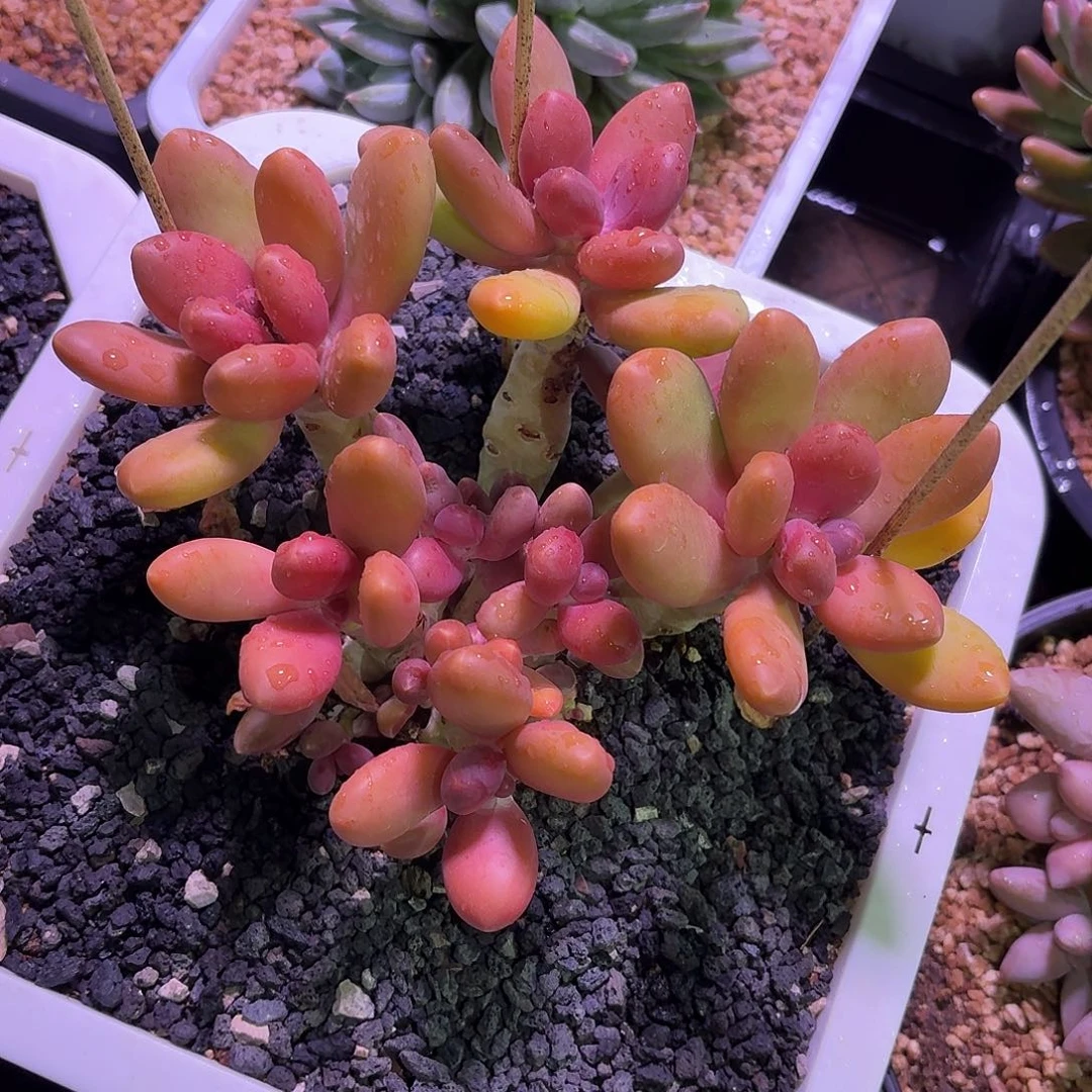 有***烦搭尔撒8888888888888