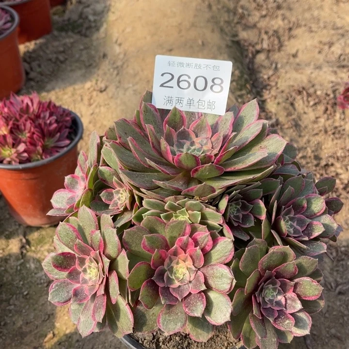 2608粉花妖的人多肉的
