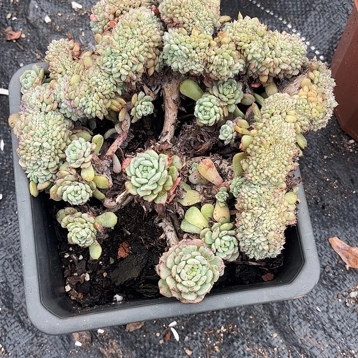 葵***花白胖子缀化，一物一拍