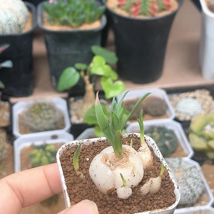 宽弹群一颗一颗一颗