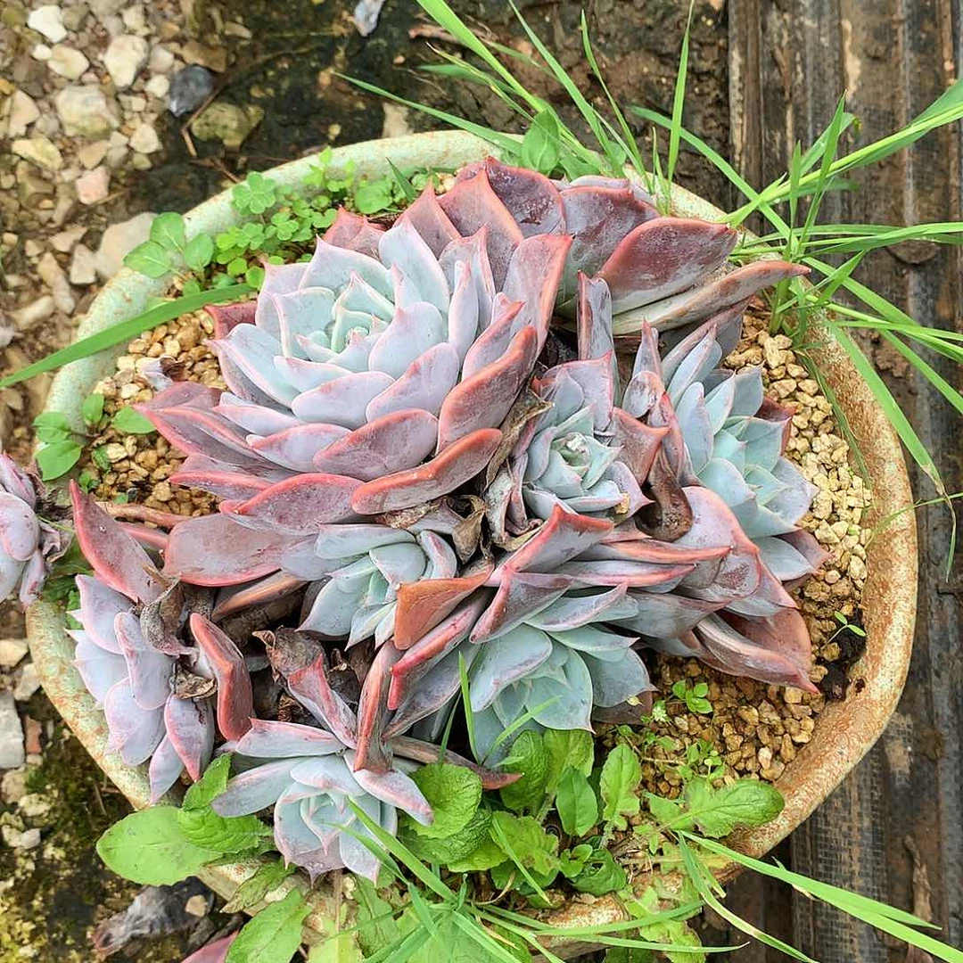 露西娜一物一拍22-82