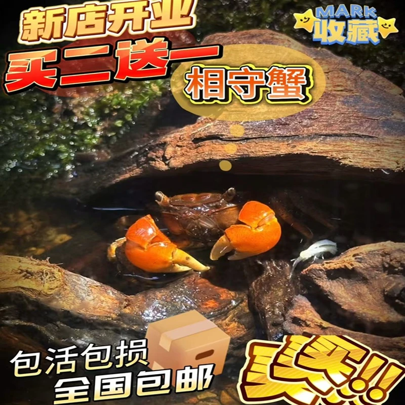 中相手蟹淡水蟹活体观赏蟹桌面爬宠水果蟹相守蟹宠物蟹水族清洁工