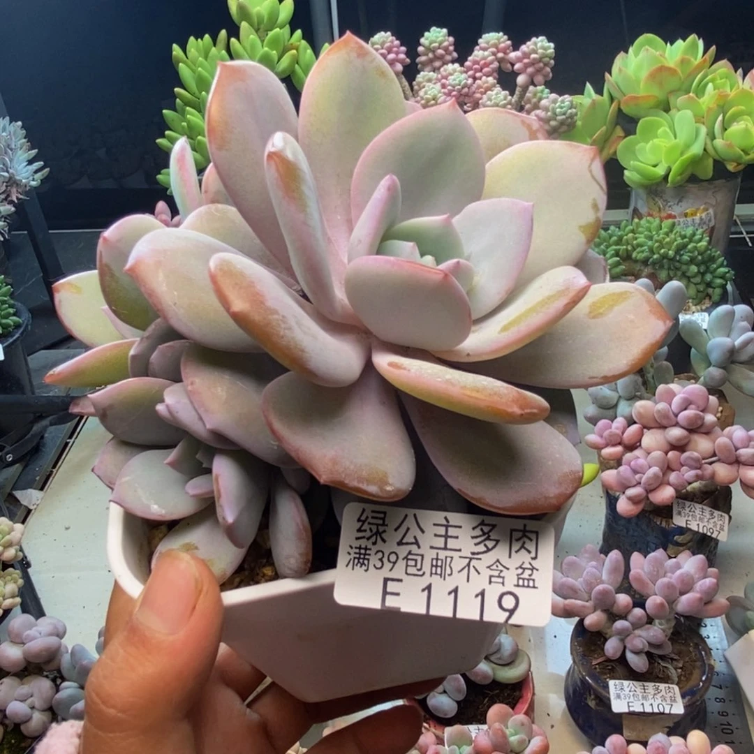 119丸叶奶茶多肉10c m