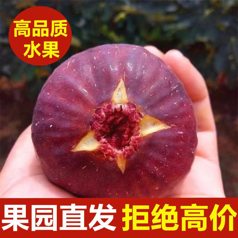【顺丰直发】四川云南新鲜红皮无花果现摘树熟软糯清甜当季水果