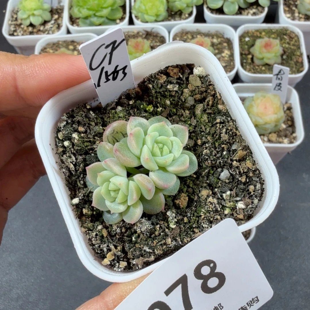 财富1563双头一物一拍078