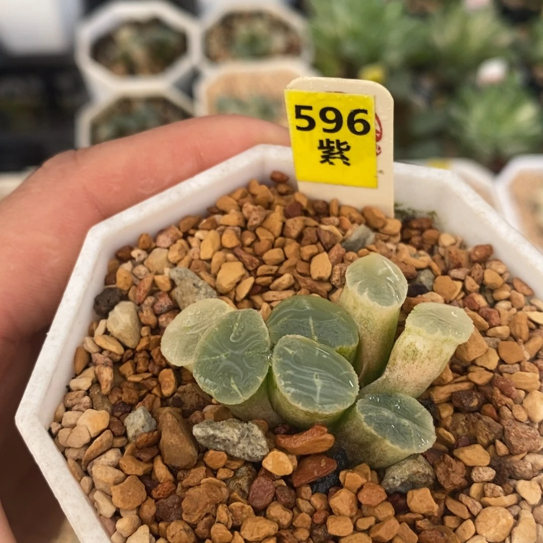 不开花植物596万象锦