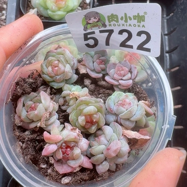 多肉植物多肉植物