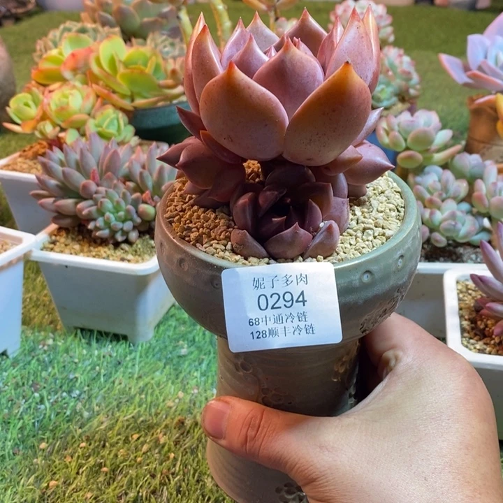 0294啊啊啊啊啊啊啊啊啊啊