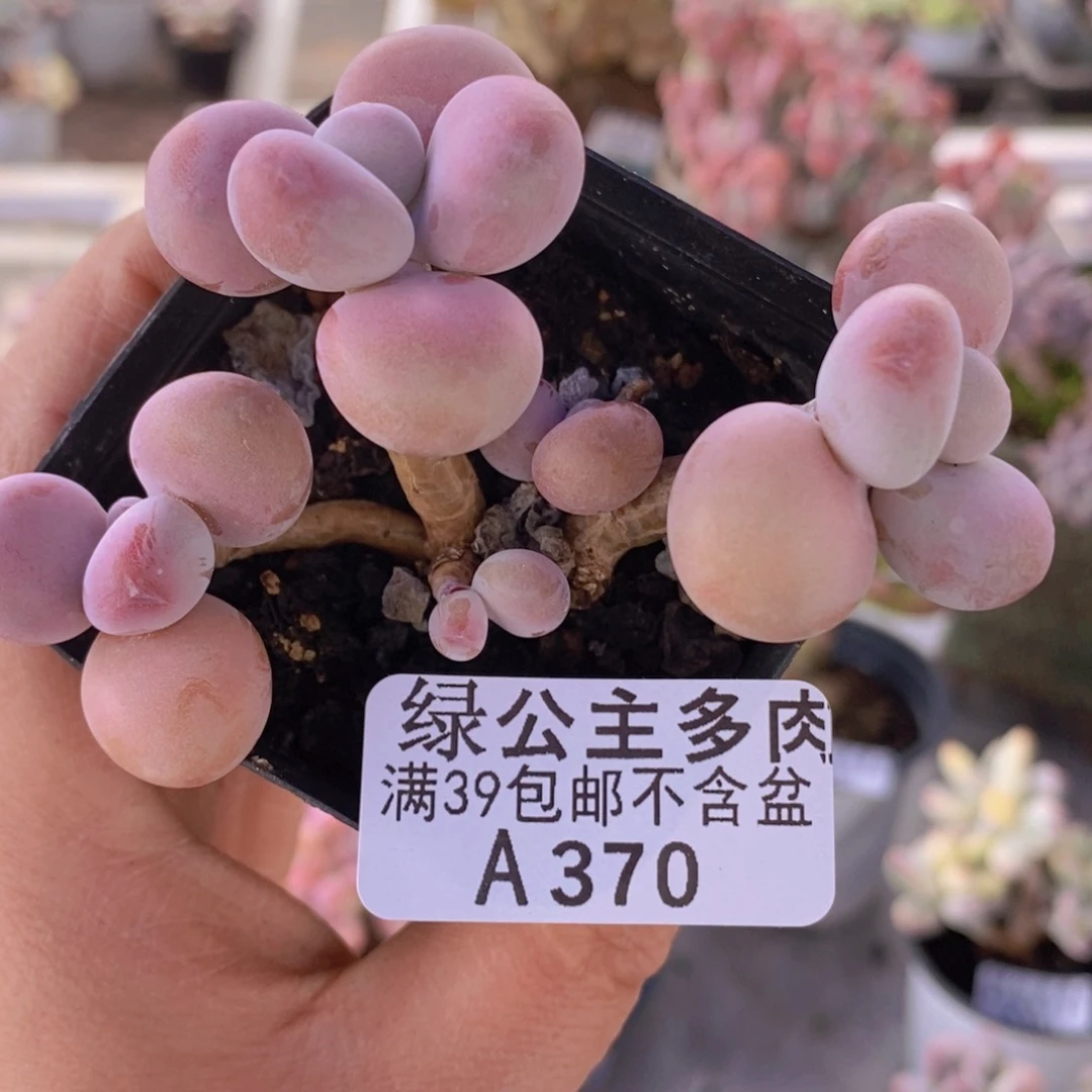 腰子桃蛋6cm370多肉植物