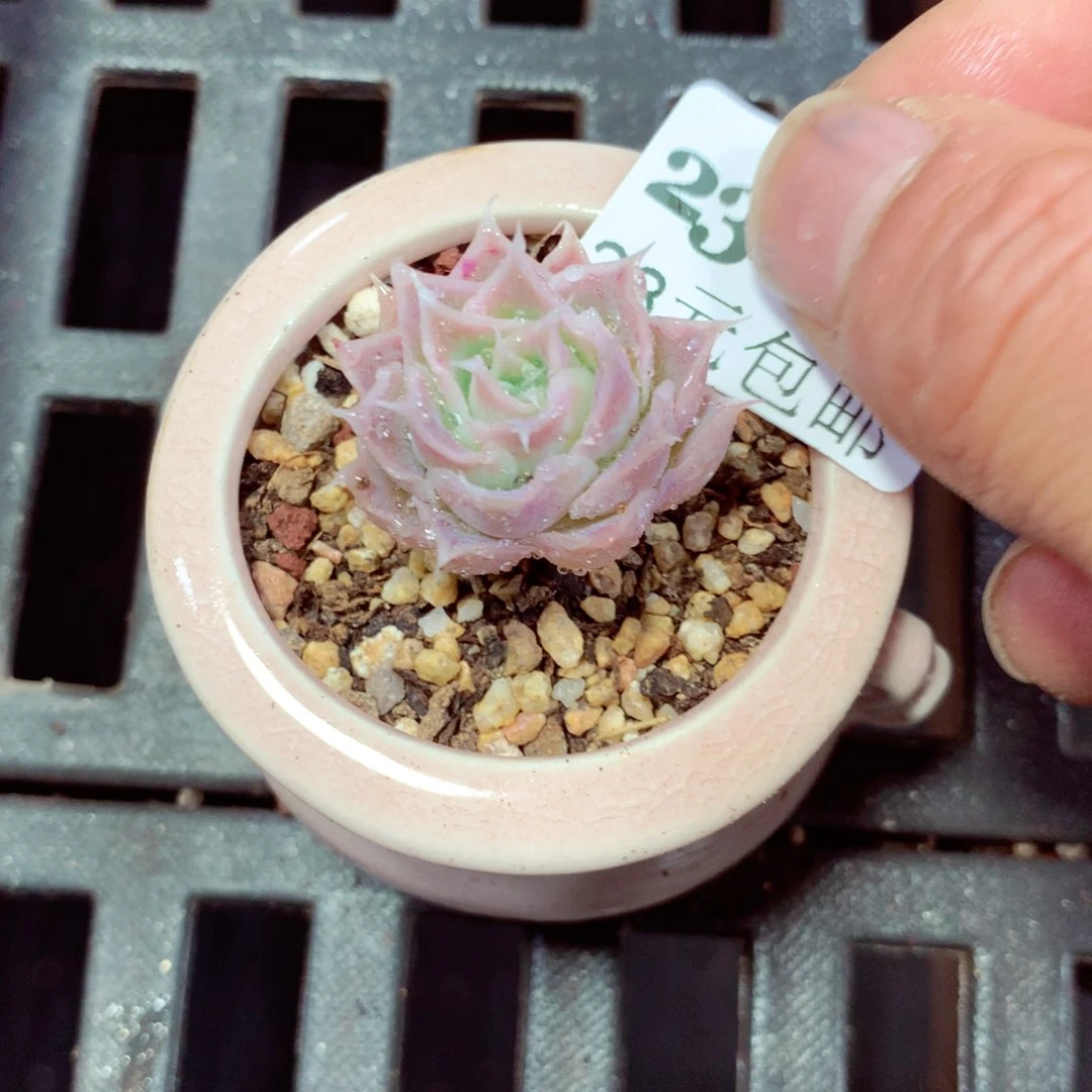 5厘米盆精控多肉232