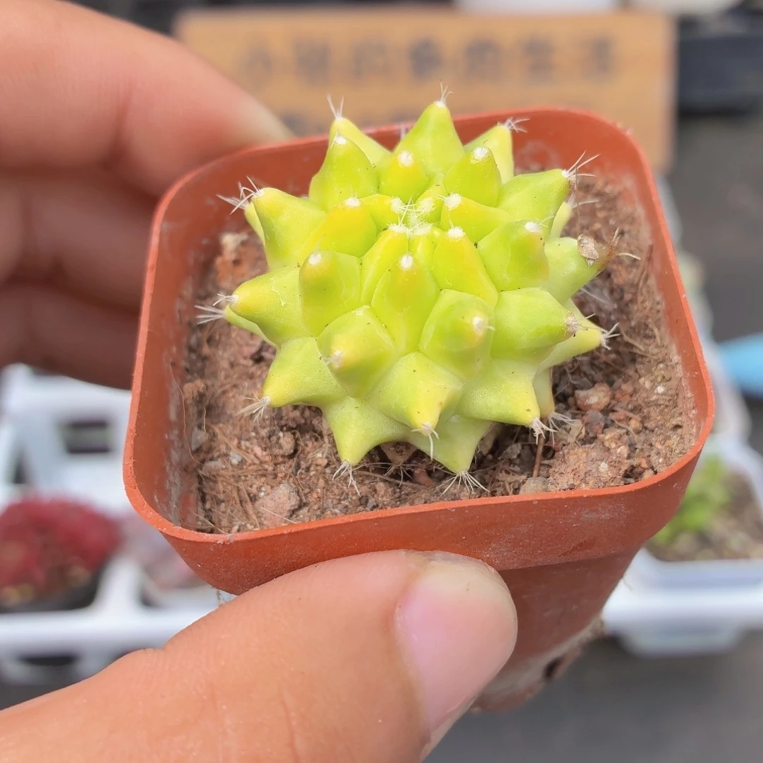 迎春锦多肉9.9包邮发货