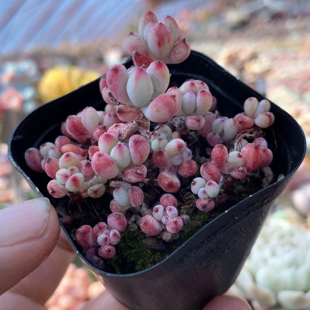 多****你汤姆漫画多肉植物14.8