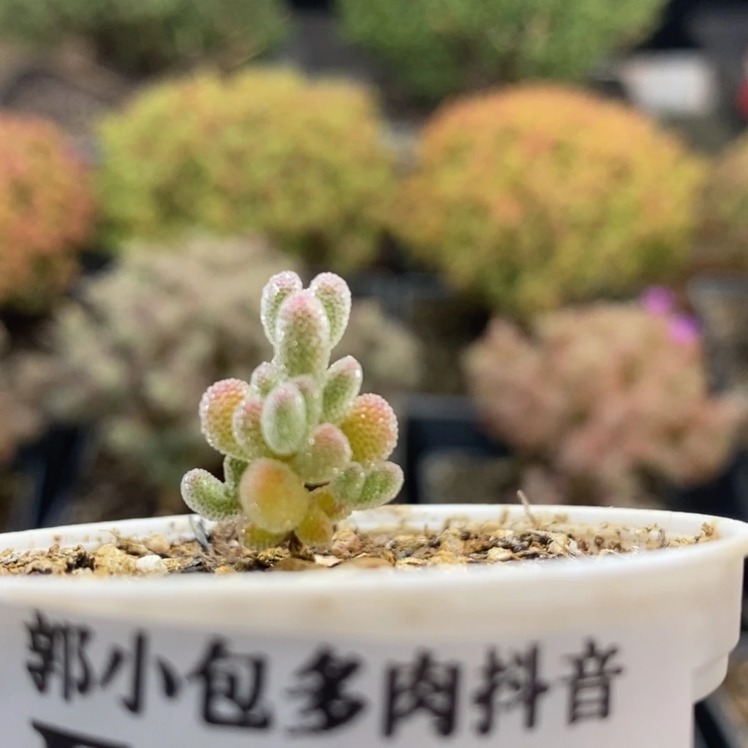 噢**菜实生冰晶8773枝干番杏