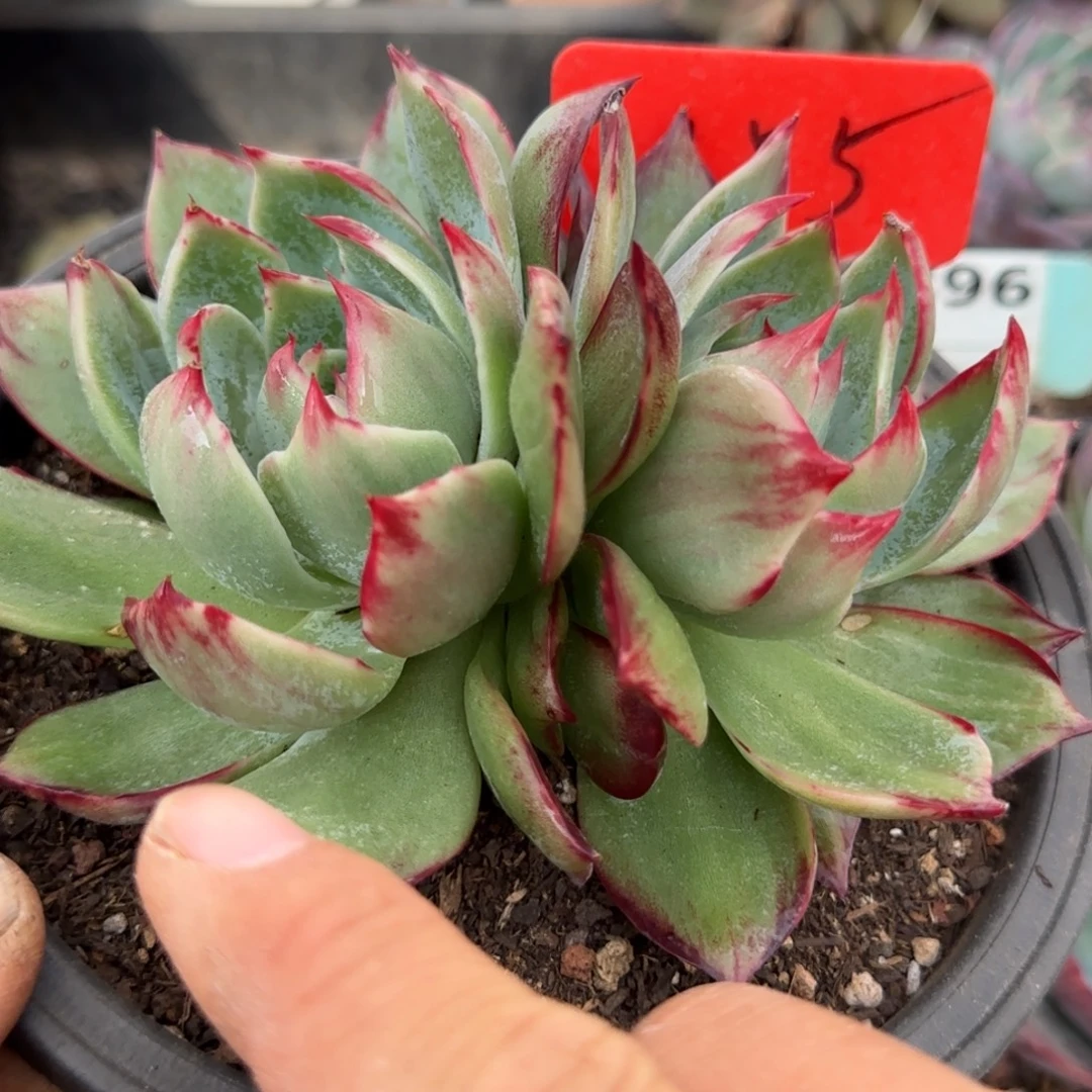 惊鸿一物一拍包装收缩花旱有瑕疵155