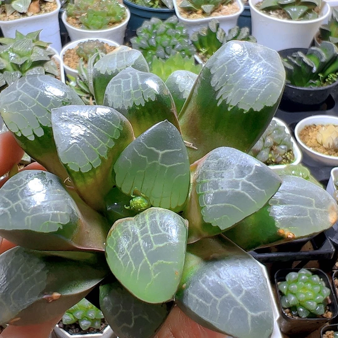 亮窗克玉露多肉多肉1