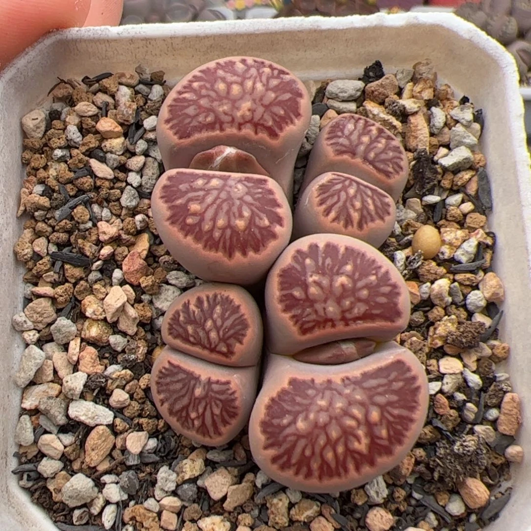 0197号菊 多肉植物